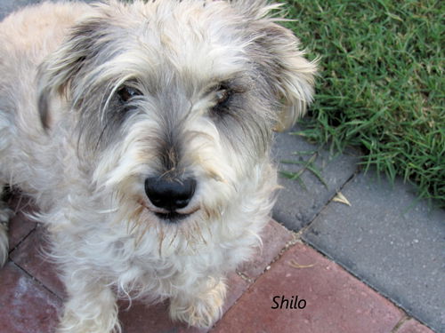 Shiloh