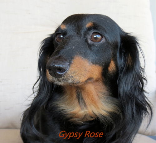 Gypsy Rose