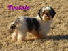 Tootsie