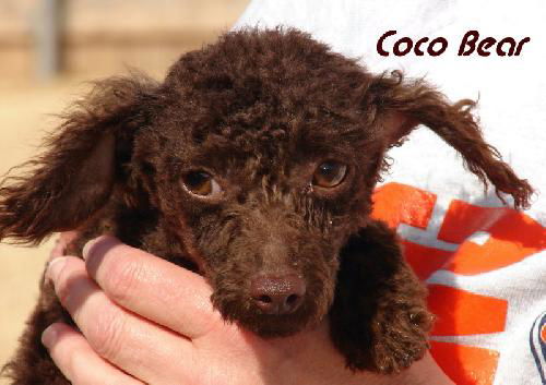 Coco Bear