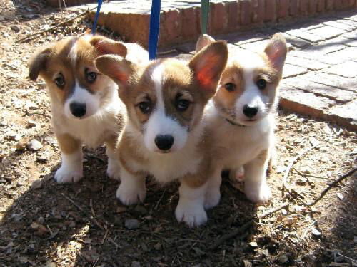 Corgi Pups