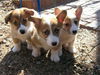 Corgi Pups