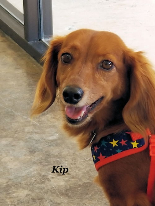 Kip