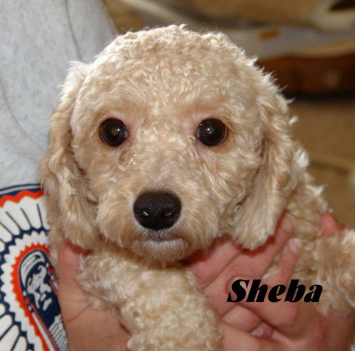 Sheba