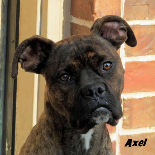 Axel