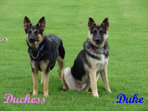 Duke & Duchess