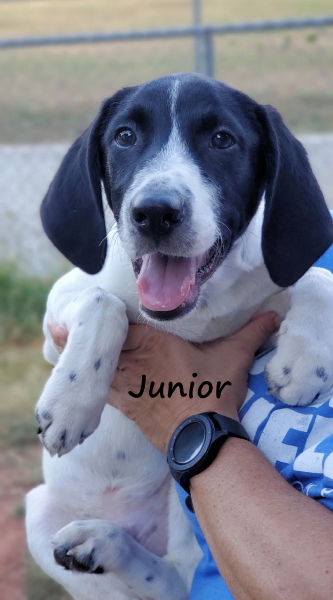 Junior