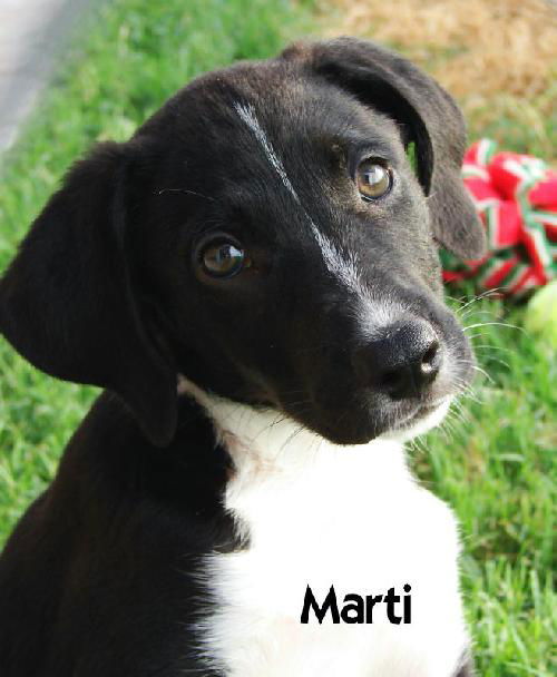 Marti