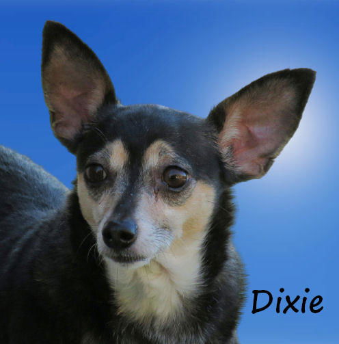 Dixie