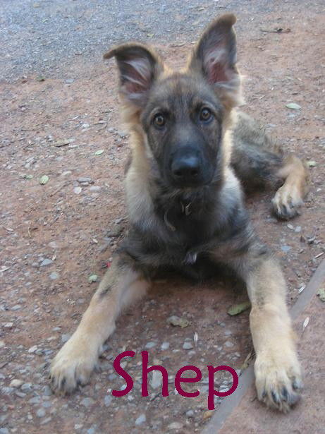 Shep