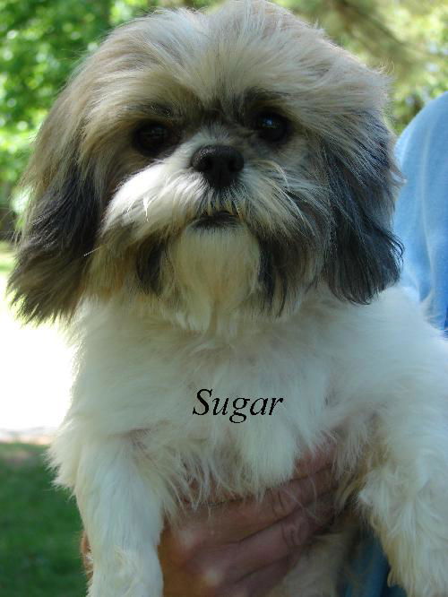 Sugar