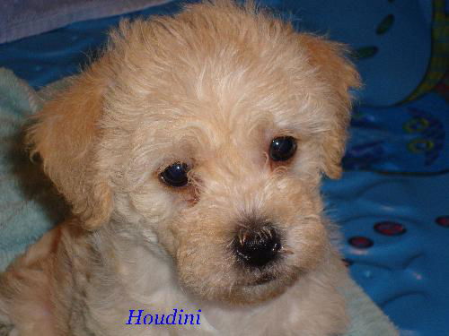 Houdini