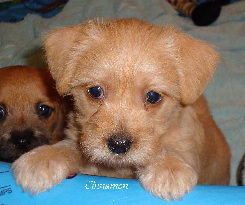 Cinnamon