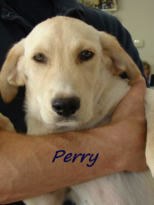 Perry