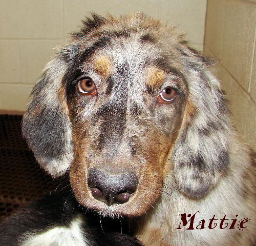 Mattie