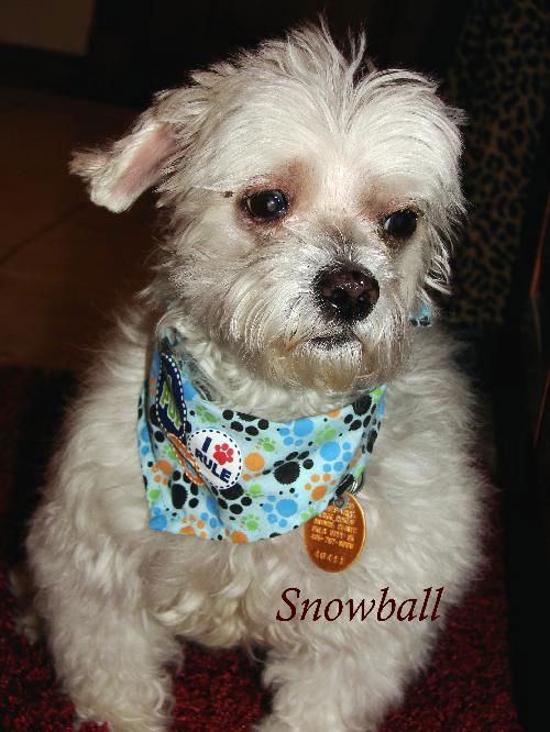 Snowball