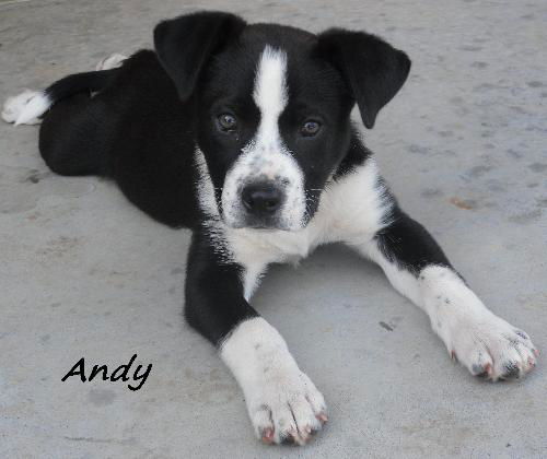 Andy