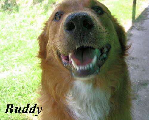 Buddy