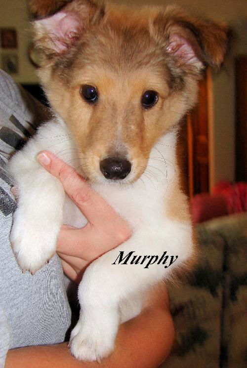 Murphy