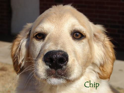 Chip