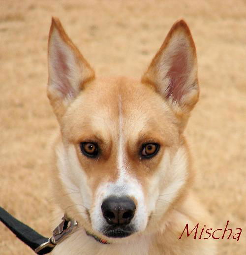 Mischa