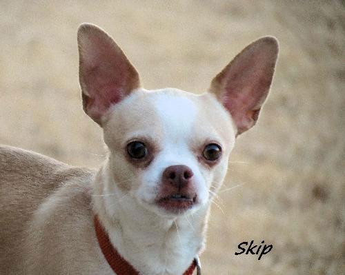 Skip