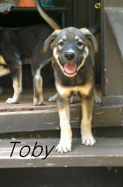 Toby