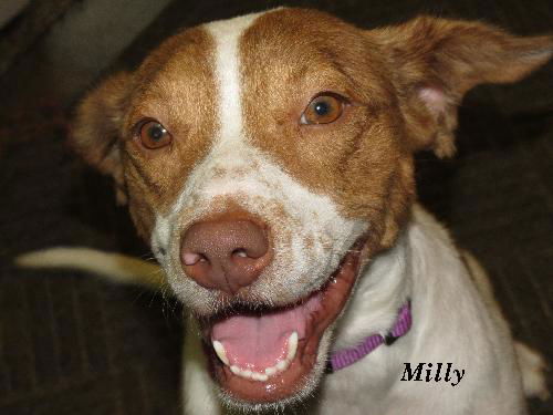 Milly