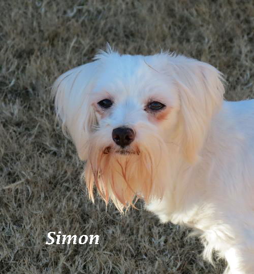 Simon