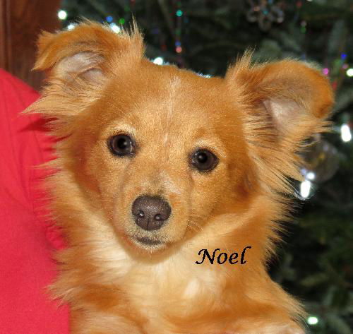 Noel