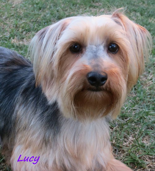 Lucy