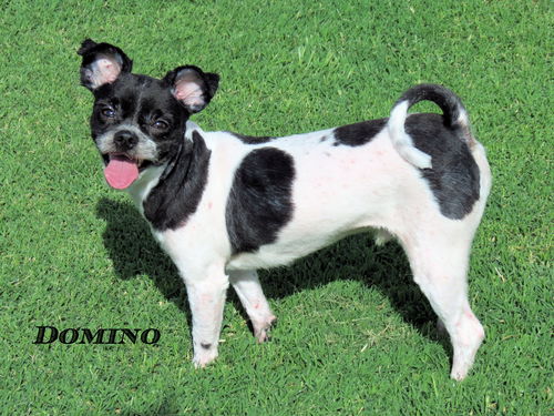 Domino