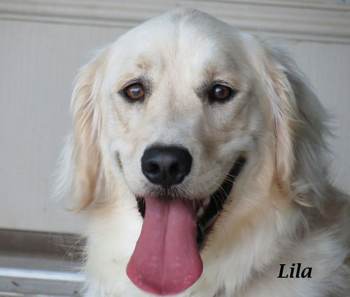 Lila