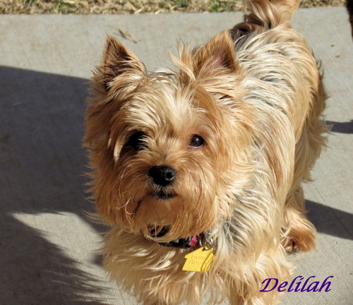 Delilah