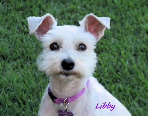 Libby