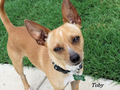 Toby