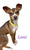 Lanie