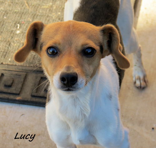 Lucy