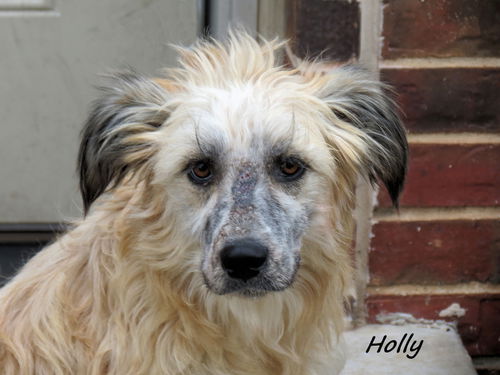 Holly