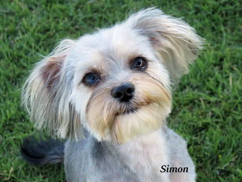 Simon