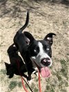 adoptable Dog in  named FERB