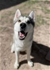adoptable Dog in , UT named AVALANCHE