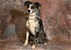 adoptable Dog in magna, UT named TANNIS