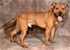 adoptable Dog in magna, UT named CARMELITO
