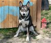 adoptable Dog in magna, UT named ECHO