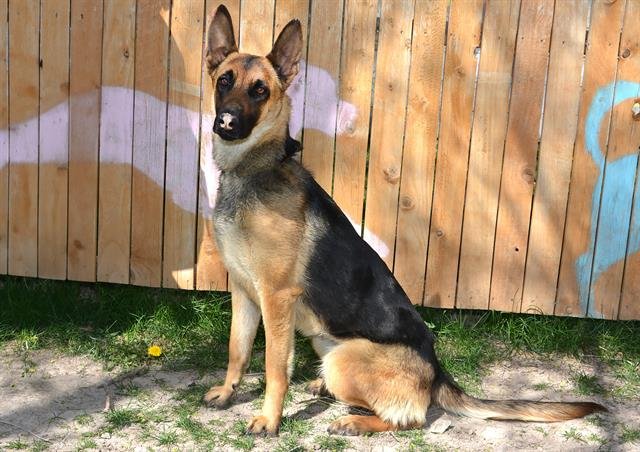 adoptable Dog in Magna, UT named SAGE