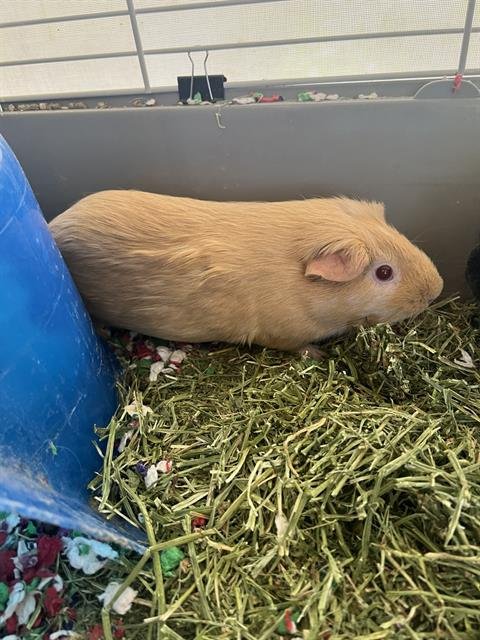 adoptable Guinea Pig in Magna, UT named ARIEL