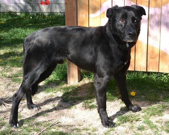adoptable Dog in Magna, UT named JASPER