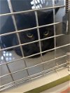 adoptable Cat in magna, UT named A109670