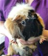 adoptable Guinea Pig in  named MERIDA